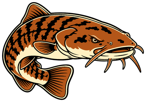 Flathead catfish illustration